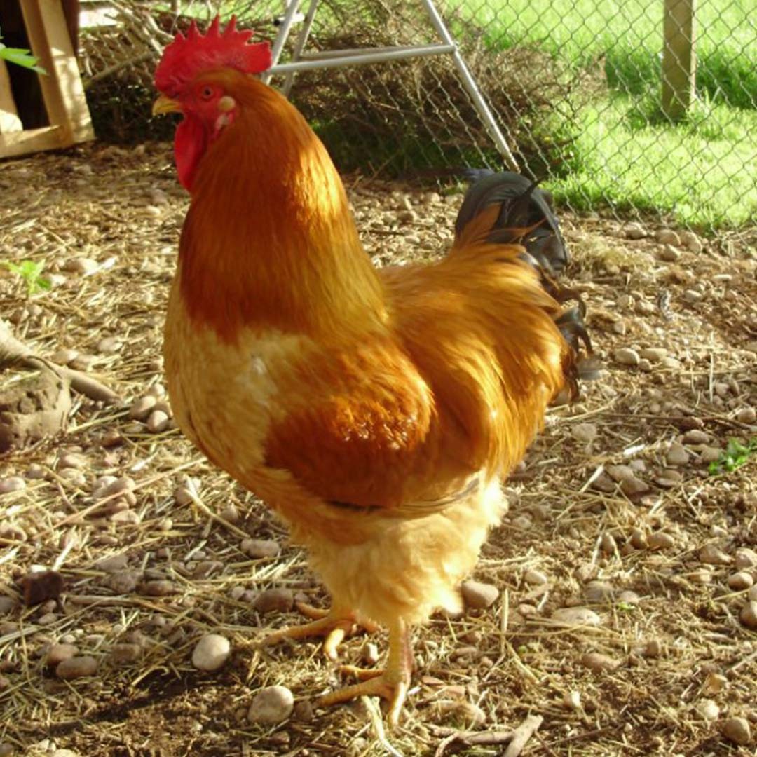 Gallus gallus domesticus 'Robusta Lionata' (Gallus gallus domesticus 'Robusta Lionata')