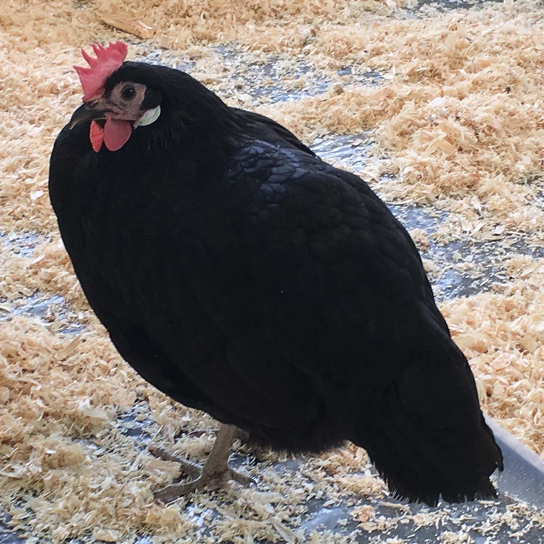 Gallus gallus domesticus 'Valdarno' (Gallus gallus domesticus 'Valdarno')