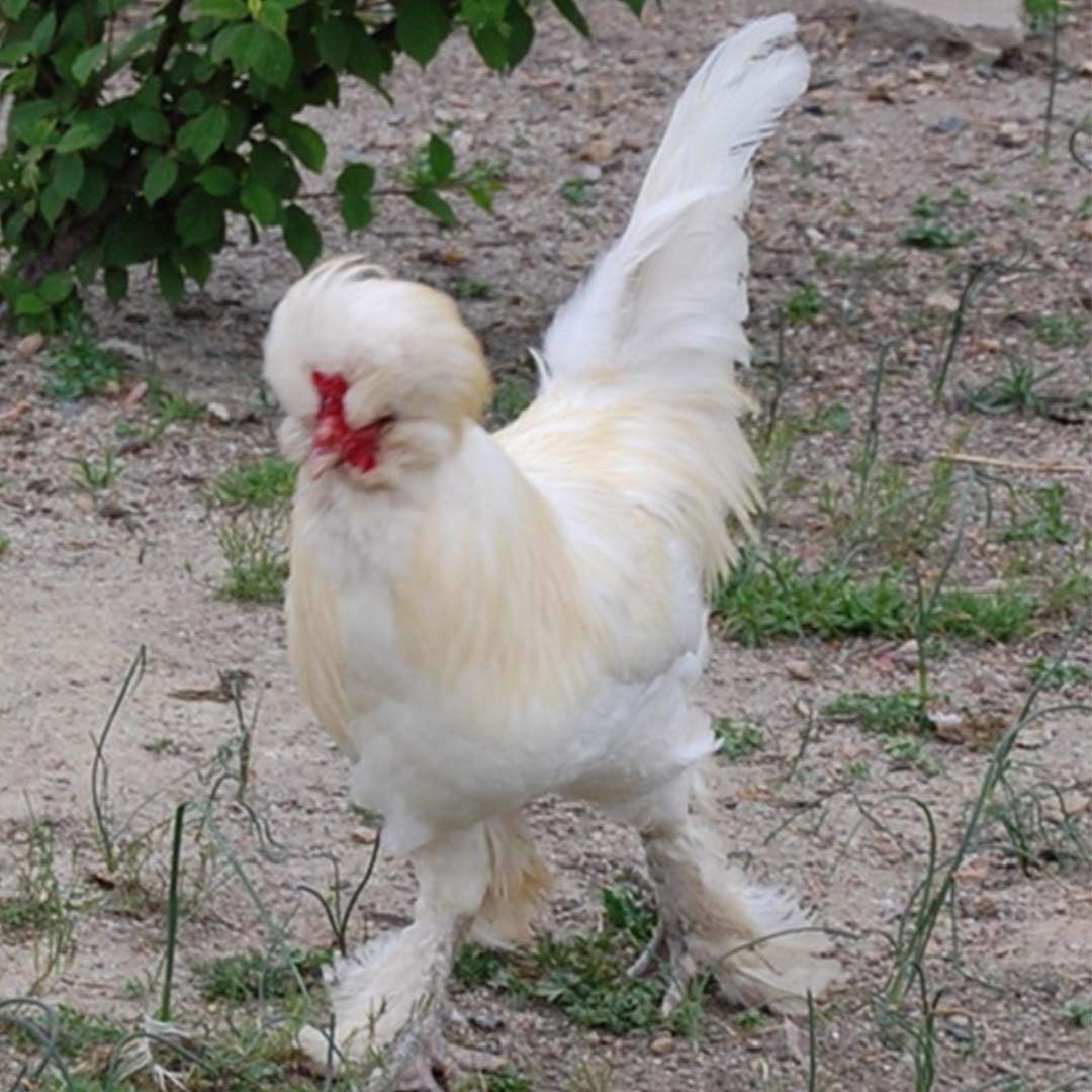 Gallus gallus domesticus 'Sultanhuhn' (Gallus gallus domesticus 'Sultanhuhn')