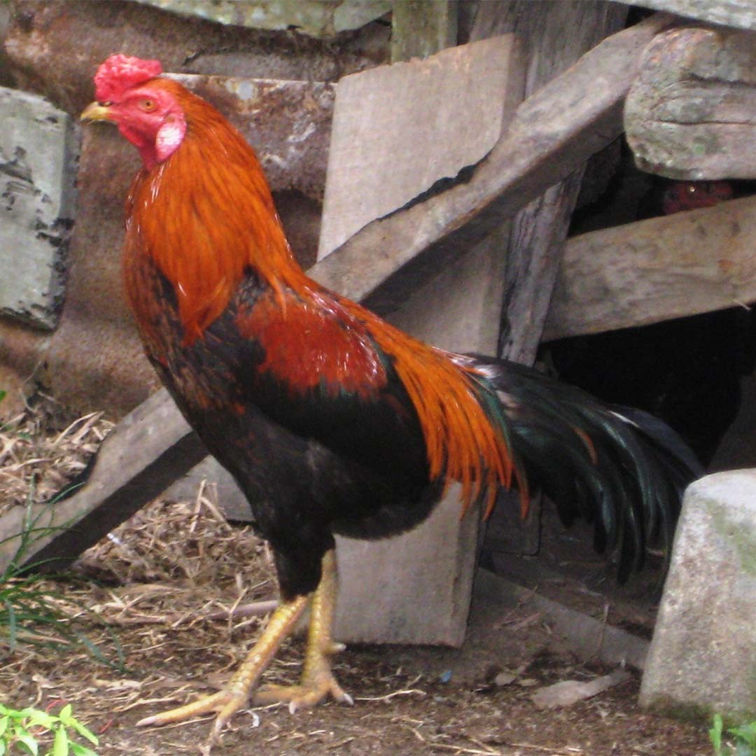 Gallus gallus domesticus 'Ayam Kampong' (Gallus gallus domesticus 'Ayam Kampong')