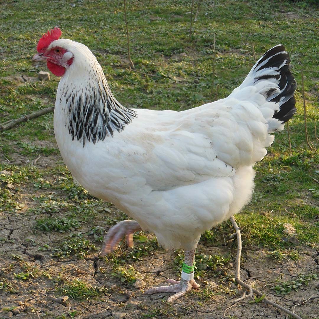 Gallus gallus domesticus 'Bourbonnaise' (Gallus gallus domesticus 'Bourbonnaise')
