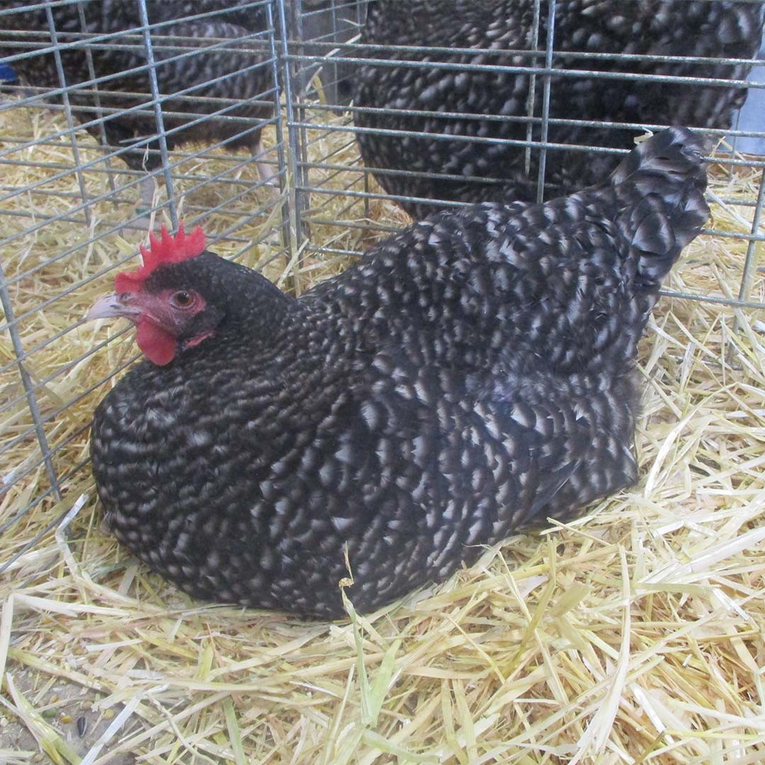 Coucou de Rennes Chicken (Gallus gallus domesticus 'Coucou de Rennes')