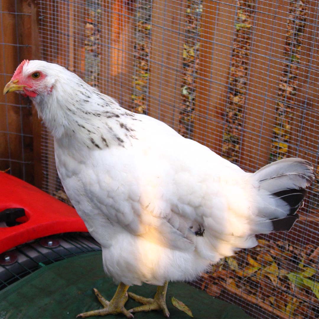 Gallus gallus domesticus 'Delaware' (Gallus gallus domesticus 'Delaware')