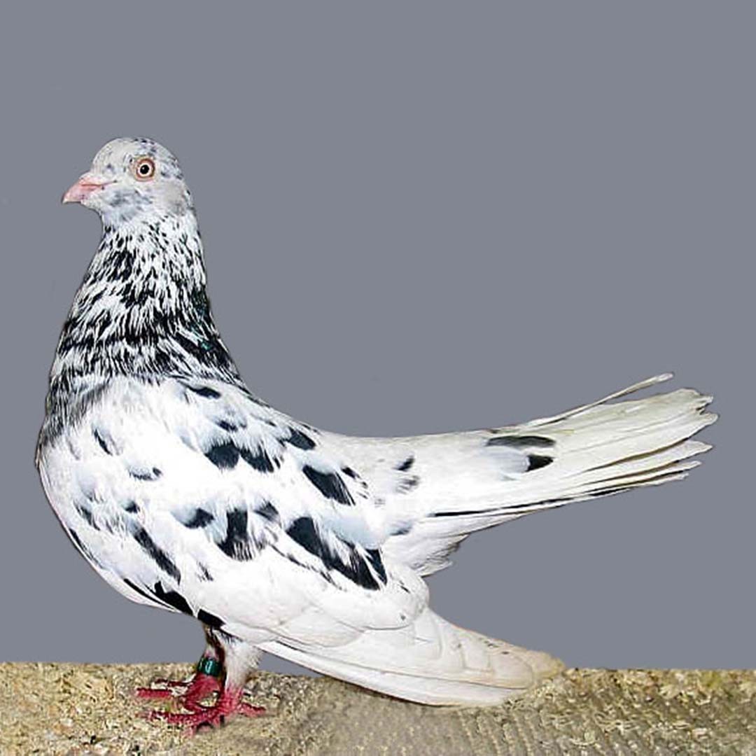 Columba livia domesticus 'Oriental Roller' (Columba livia domesticus 'Oriental Roller')