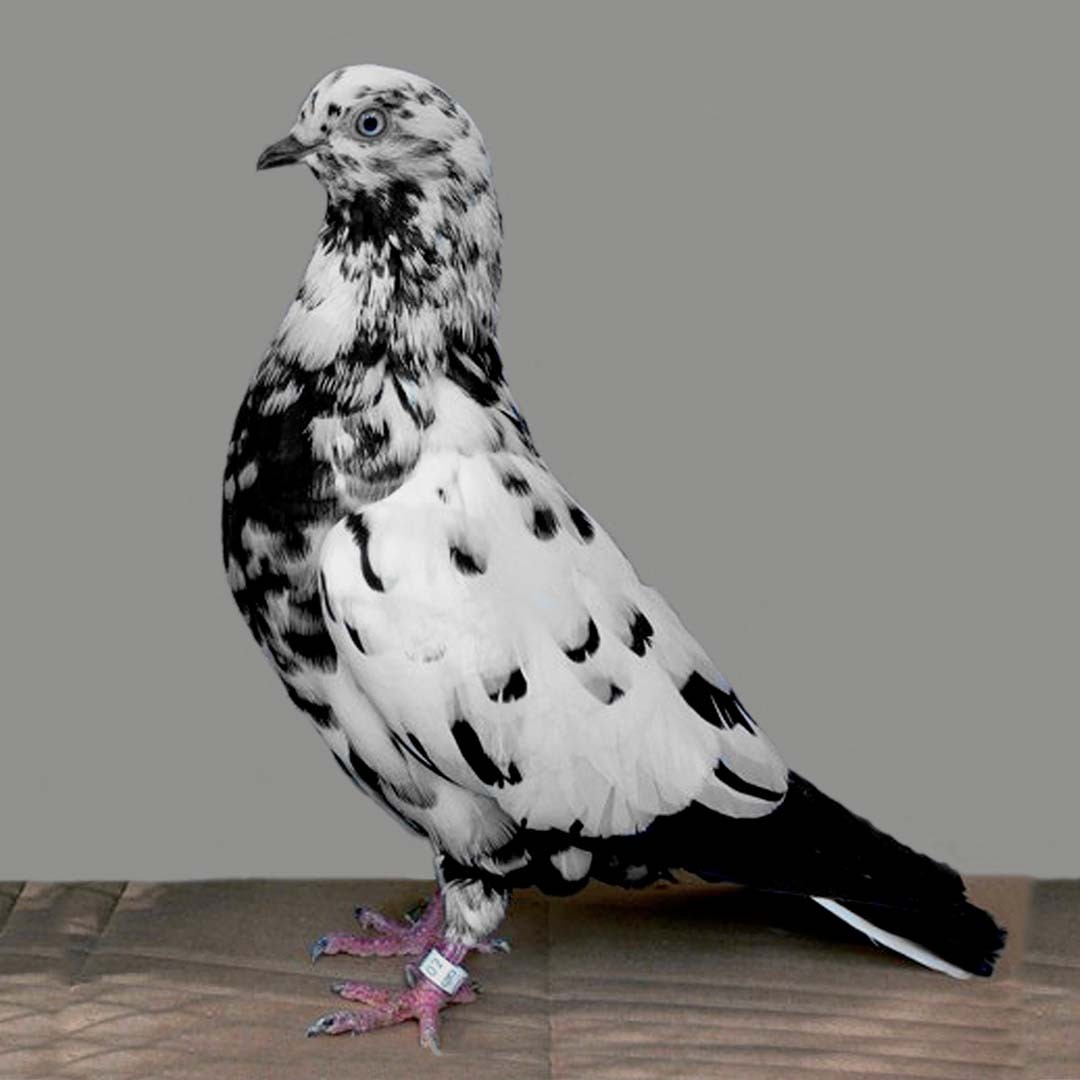 Parlor Roller pigeon (Columba livia domesticus 'Parlor Roller')