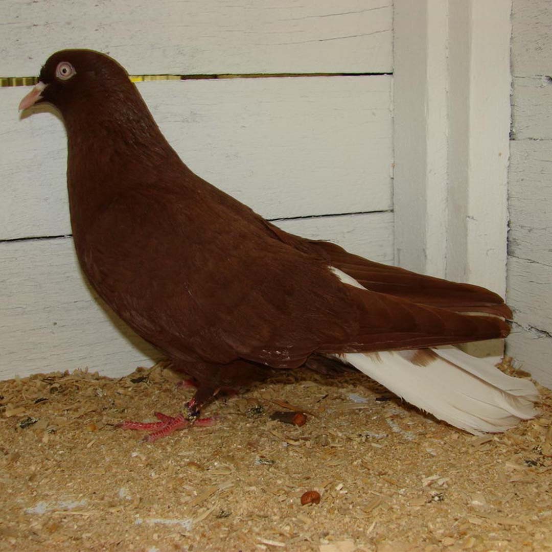 Columba livia domesticus 'Donek' (Columba livia domesticus 'Donek')