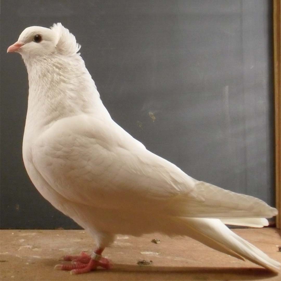 Columba livia domesticus 'Anatolian Ringbeater' (Columba livia domesticus 'Anatolian Ringbeater')
