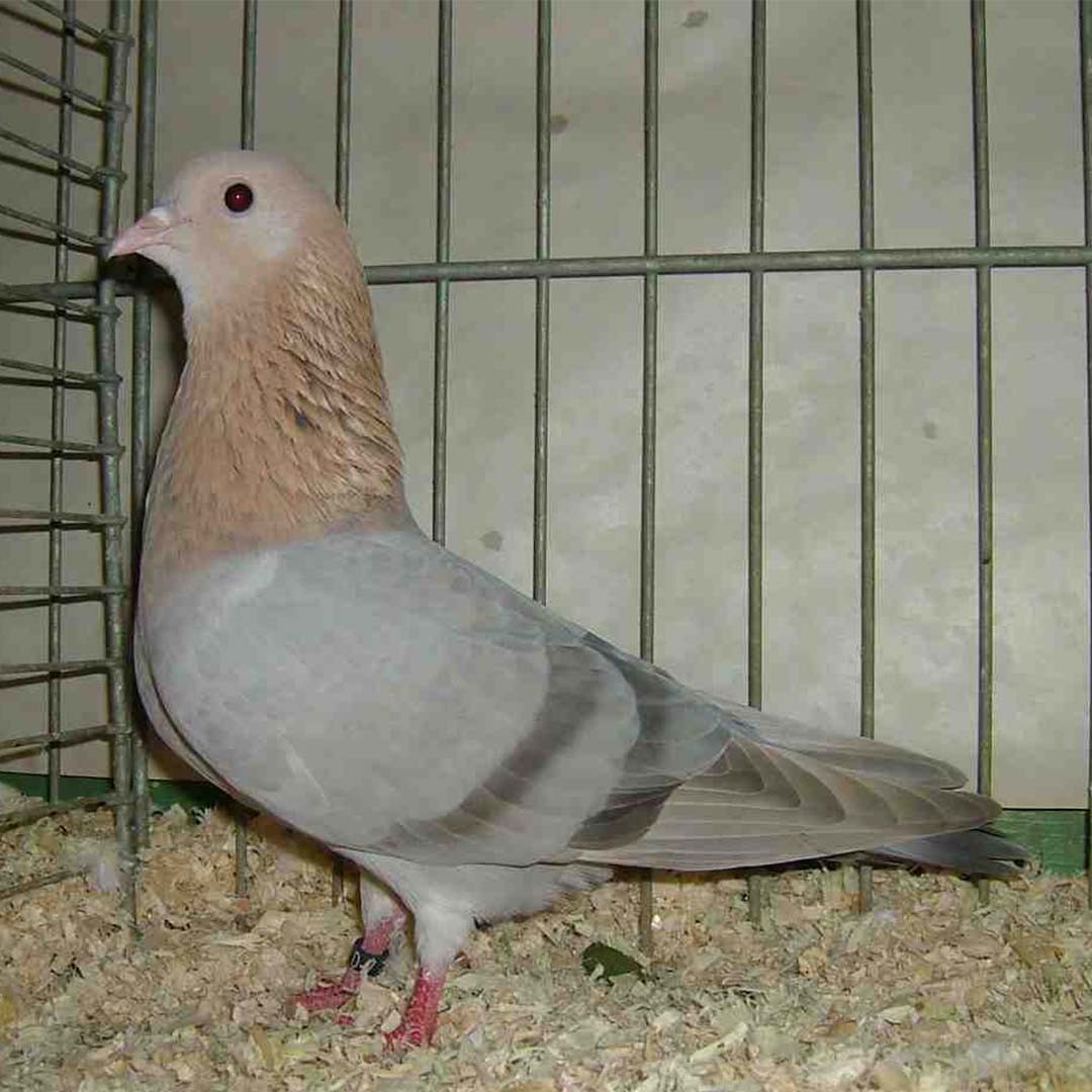 Columba livia domesticus 'Arabian Trumpeter' (Columba livia domesticus 'Arabian Trumpeter')
