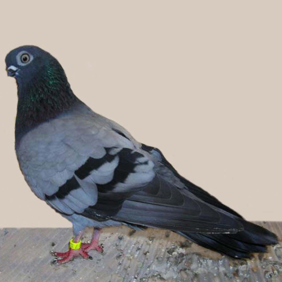Columba livia domesticus 'Breslau Tumbler' (Columba livia domesticus 'Breslau Tumbler')
