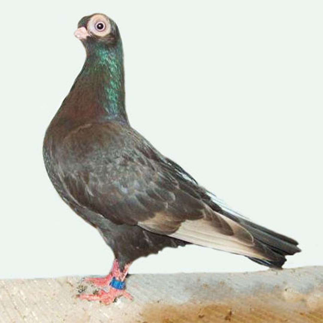 Budapest Short-beak pigeon (Columba livia domesticus 'Budapest Short-beak')