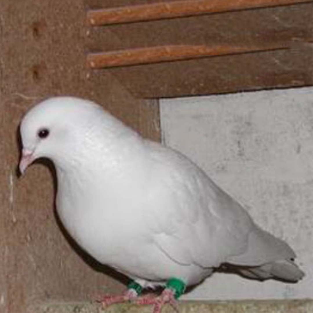 Columba livia domesticus 'Cumulet' (Columba livia domesticus 'Cumulet')