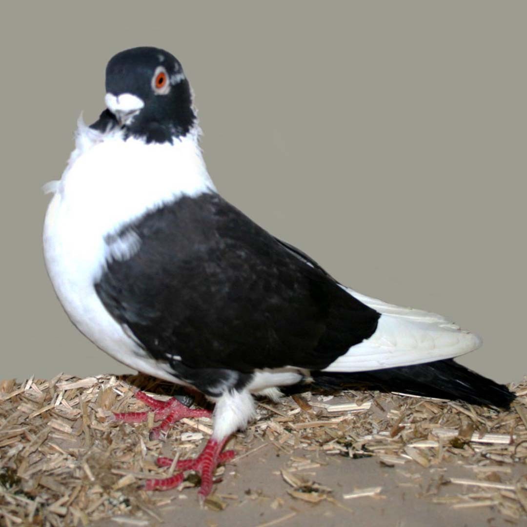 Columba livia domesticus 'Domino Frill' (Columba livia domesticus 'Domino Frill')