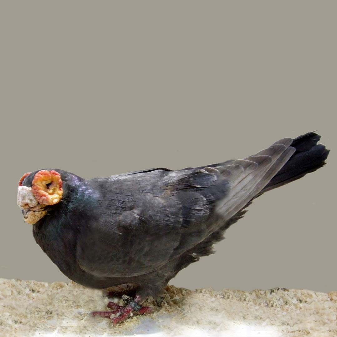 Columba livia domesticus 'English Barb' (Columba livia domesticus 'English Barb')