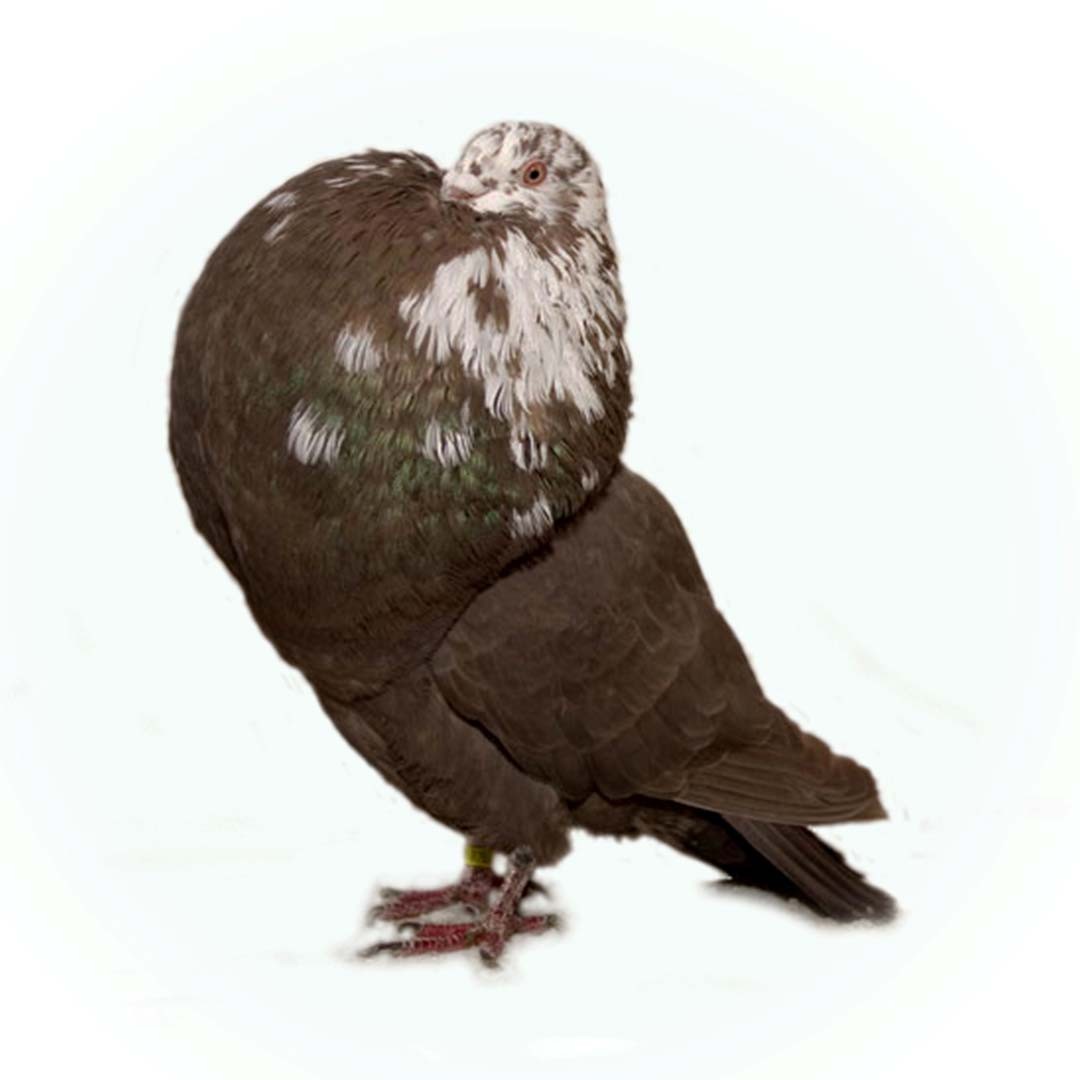 Gaditano Pouter pigeon (Columba livia domesticus 'Gaditano Pouter')