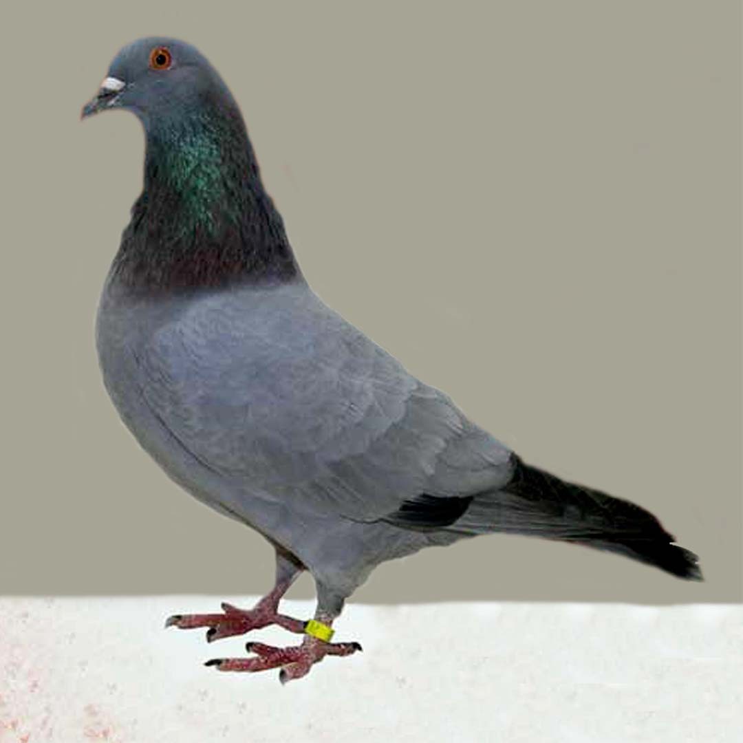 Columba livia domesticus 'Gascogne' (Columba livia domesticus 'Gascogne')