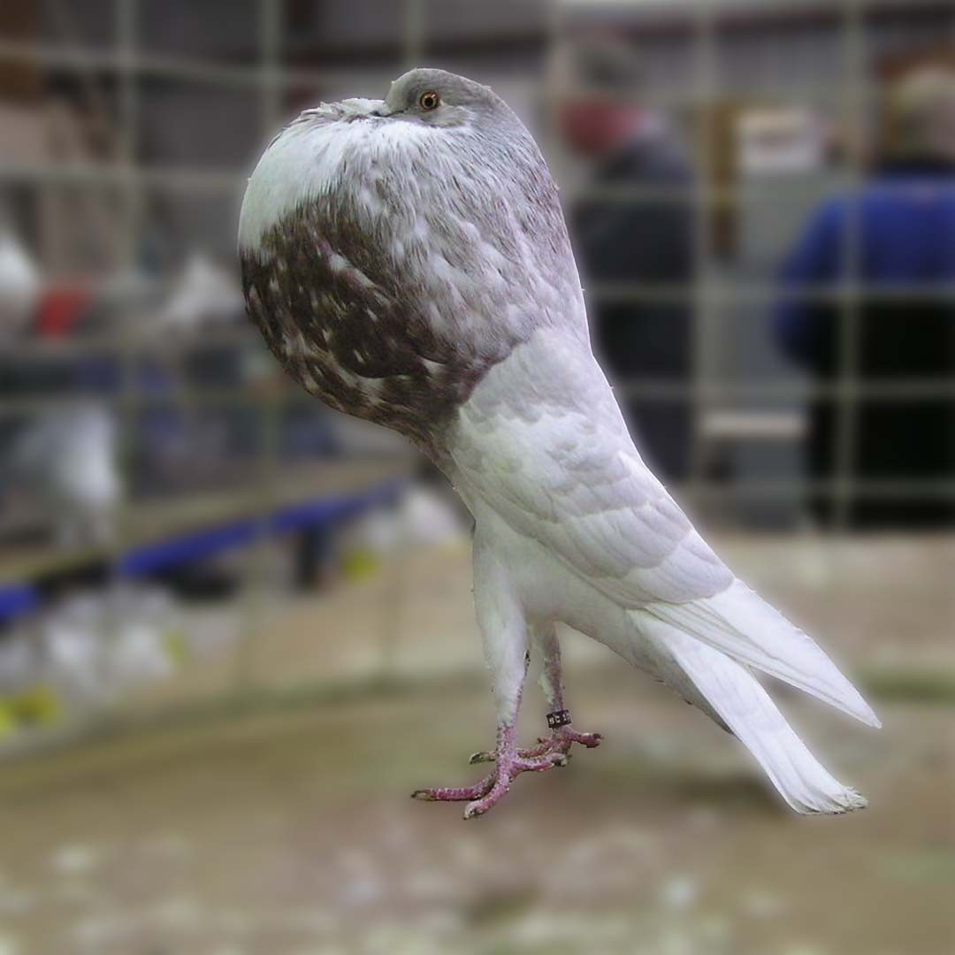 Columba livia domesticus 'Norwich Cropper' (Columba livia domesticus 'Norwich Cropper')