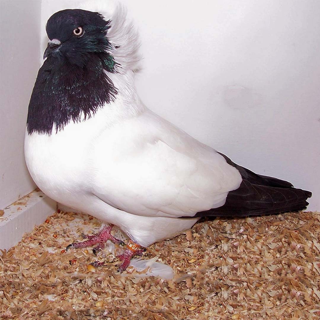 Nun pigeon (Columba livia domesticus 'Nun')