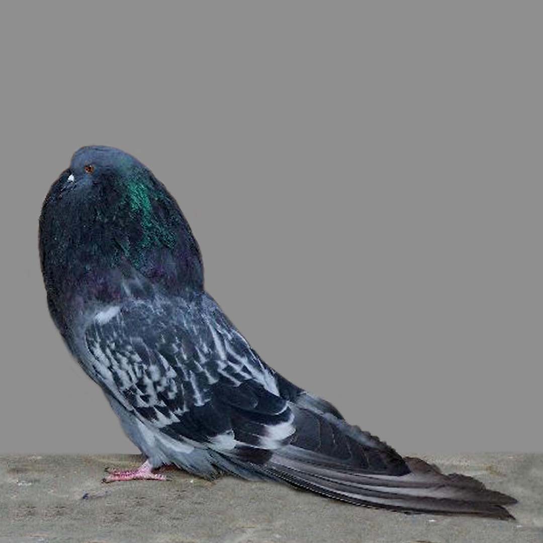 Columba livia domesticus 'Old German Cropper' (Columba livia domesticus 'Old German Cropper')