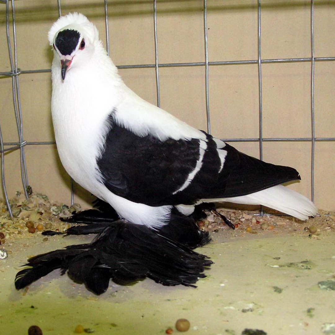 Saxon Fairy Swallow pigeon (Columba livia domesticus 'Saxon Fairy Swallow')