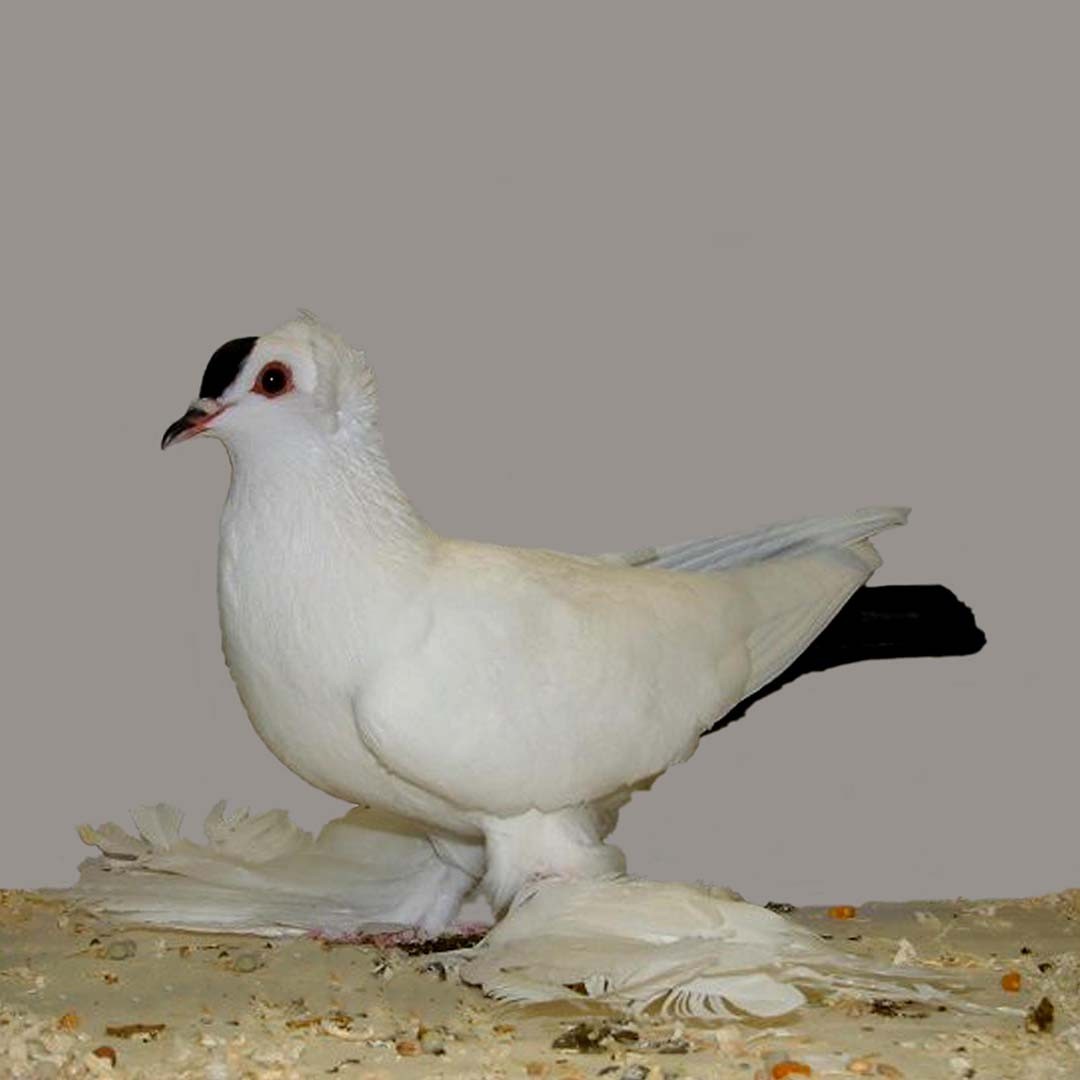 Columba livia domesticus 'Saxon Spot' (Columba livia domesticus 'Saxon Spot')