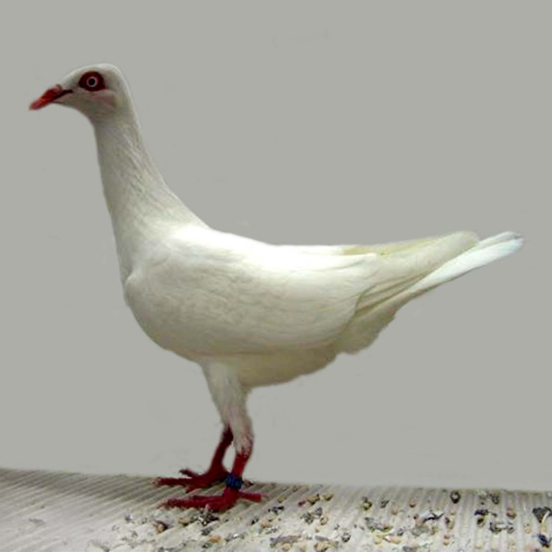 Columba livia domesticus 'Stralsund Highflyer' (Columba livia domesticus 'Stralsund Highflyer')