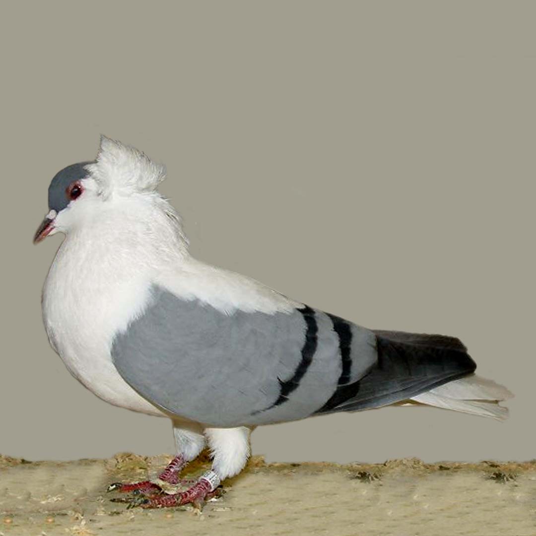 Columba livia domesticus 'Thuringian Swallow' (Columba livia domesticus 'Thuringian Swallow')