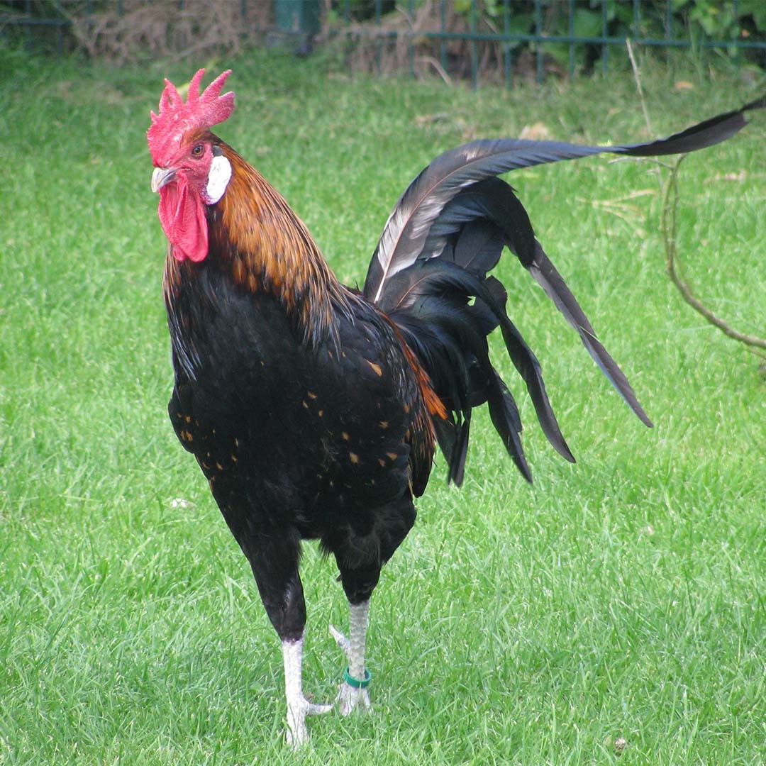 Gallus gallus domesticus 'Bergische Kräher' (Gallus gallus domesticus 'Bergische Kräher')