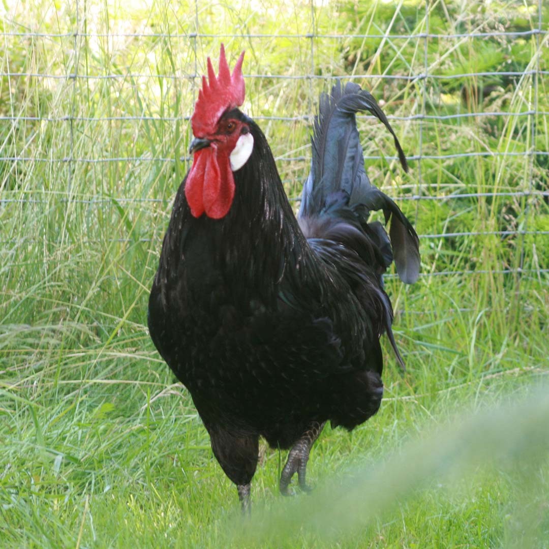 Gallus gallus domesticus 'Bergische Schlotterkämme' (Gallus gallus domesticus 'Bergische Schlotterkämme')