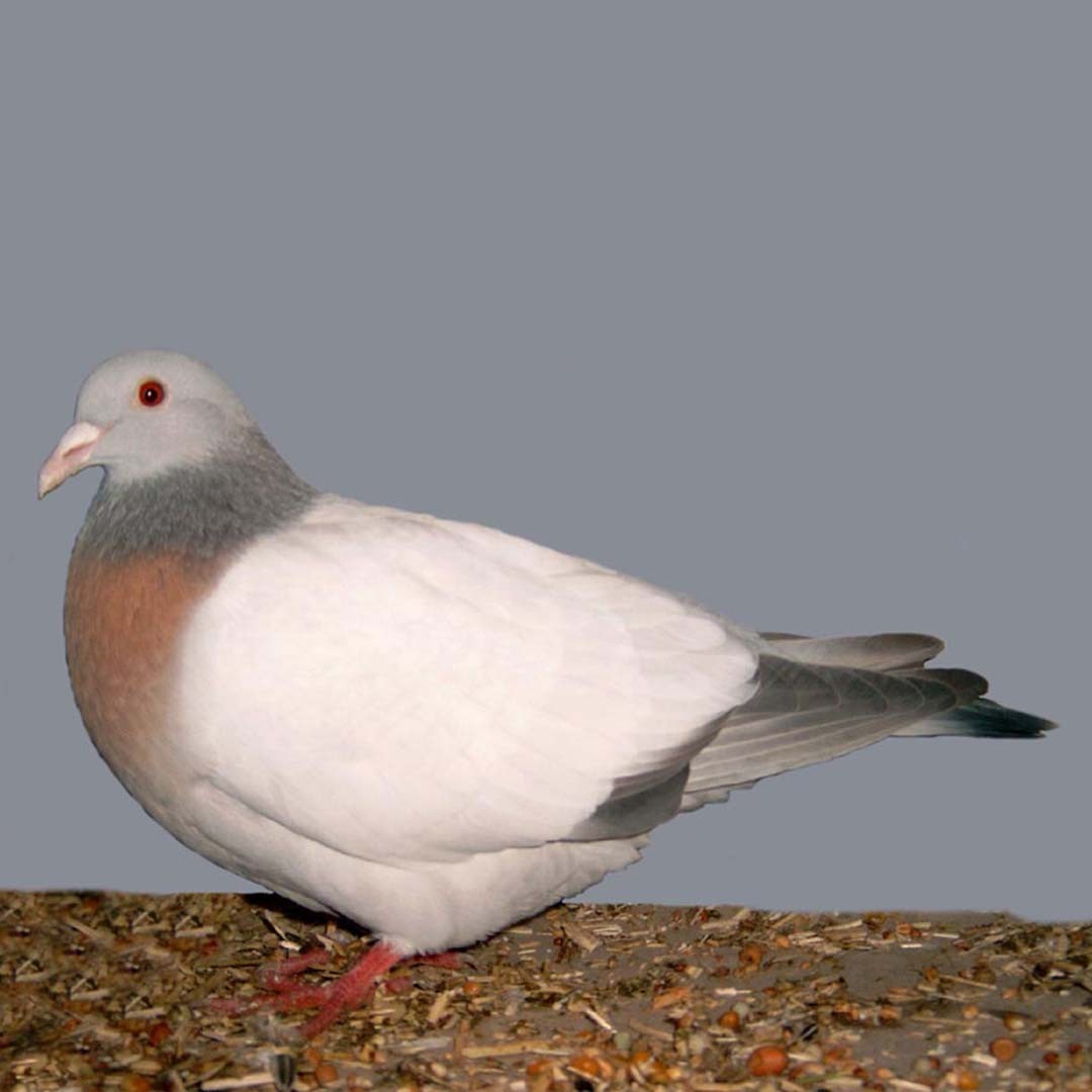 Columba livia domesticus 'Coburg Lark' (Columba livia domesticus 'Coburg Lark')