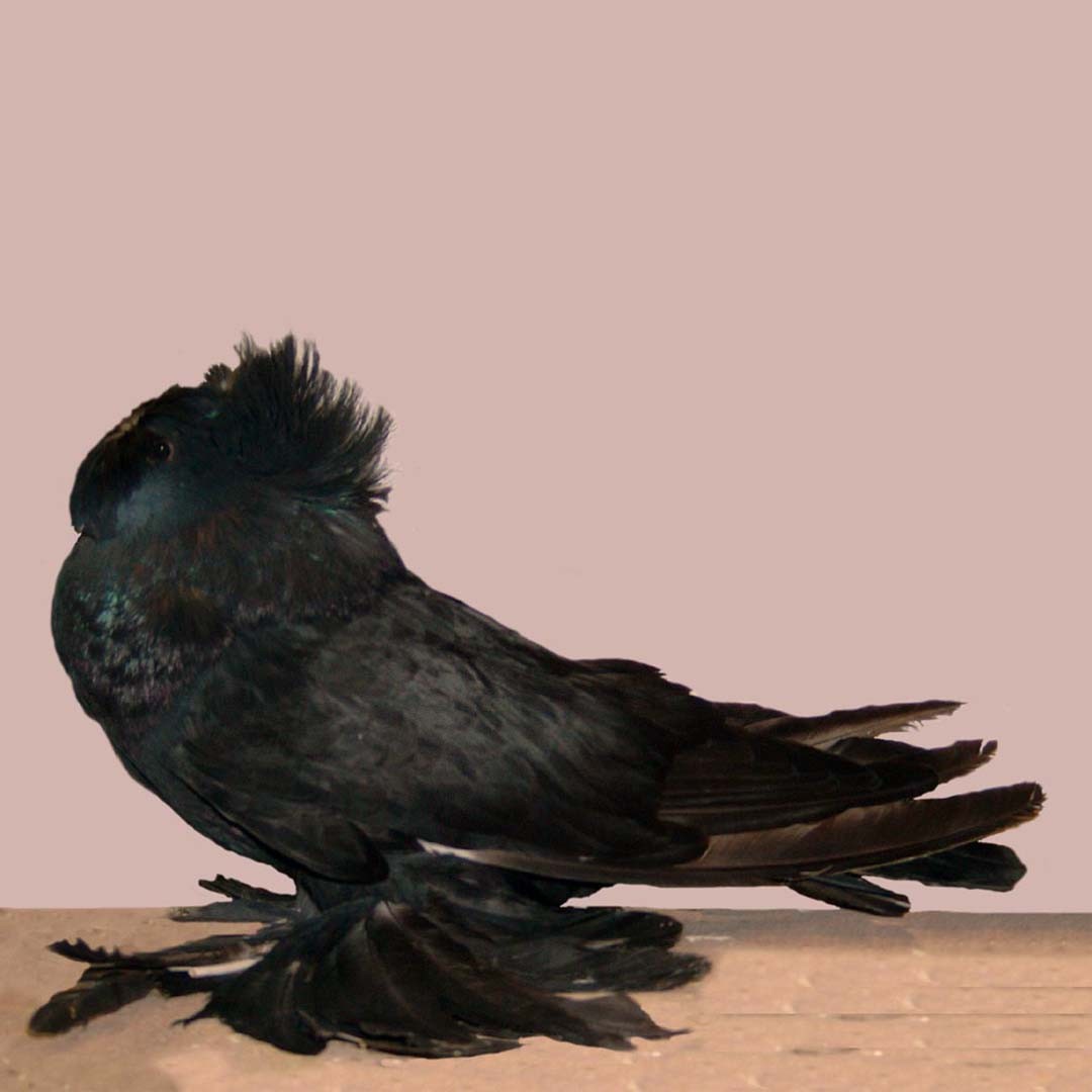 Columba livia domesticus 'Bokhara Trumpeter' (Columba livia domesticus 'Bokhara Trumpeter')