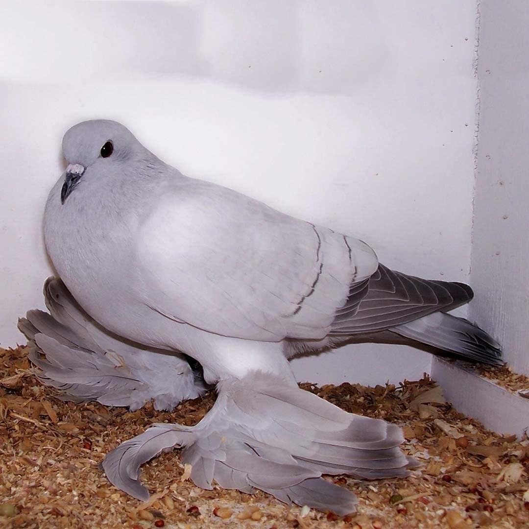 Columba livia domesticus 'Ice' (Columba livia domesticus 'Ice')