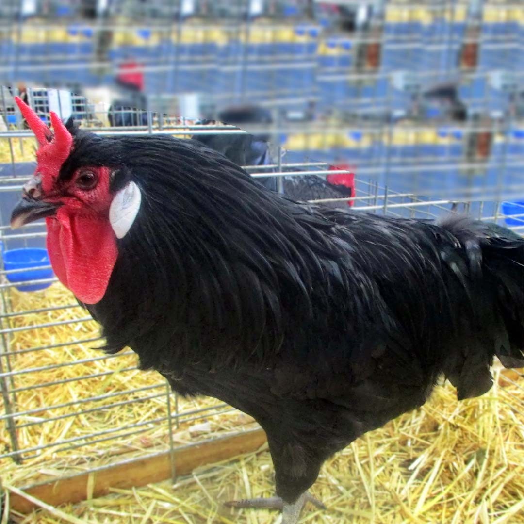 Gallus gallus domesticus 'La Flèche' (Gallus gallus domesticus 'La Flèche')