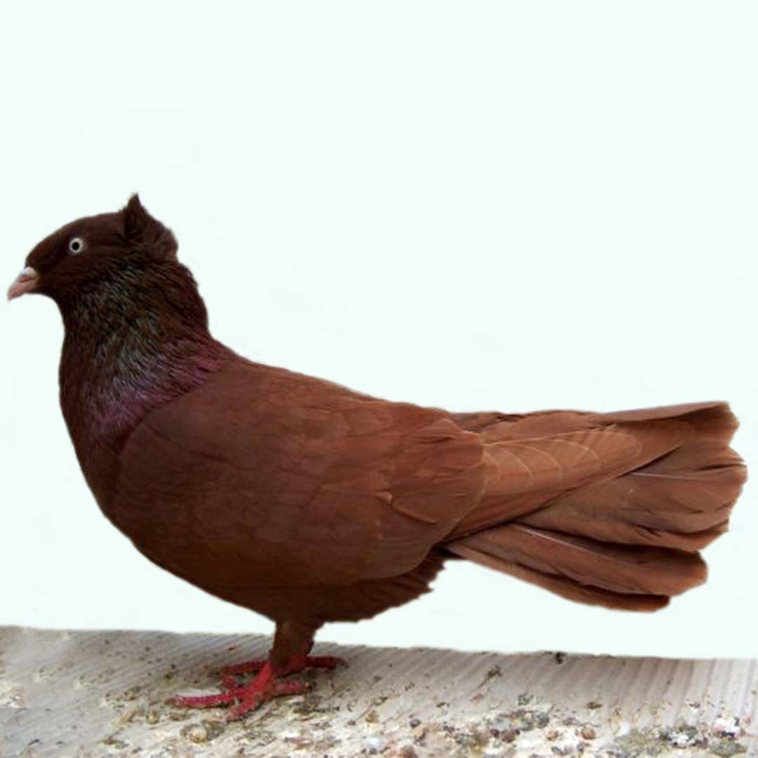 Columba livia domesticus 'Danzig Highflyer' (Columba livia domesticus 'Danzig Highflyer')