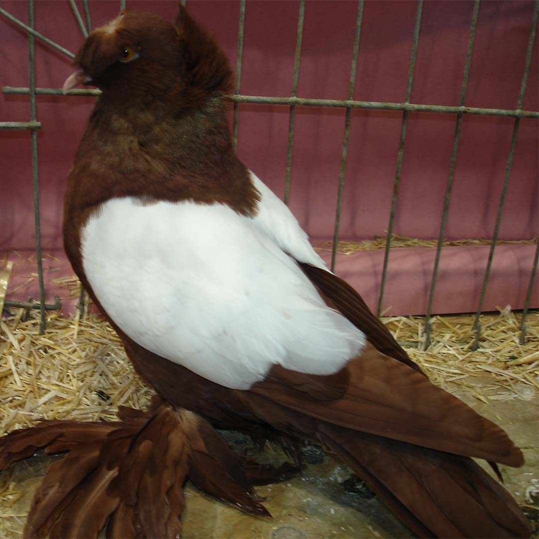 Columba livia domesticus 'Dresden Trumpeter' (Columba livia domesticus 'Dresden Trumpeter')