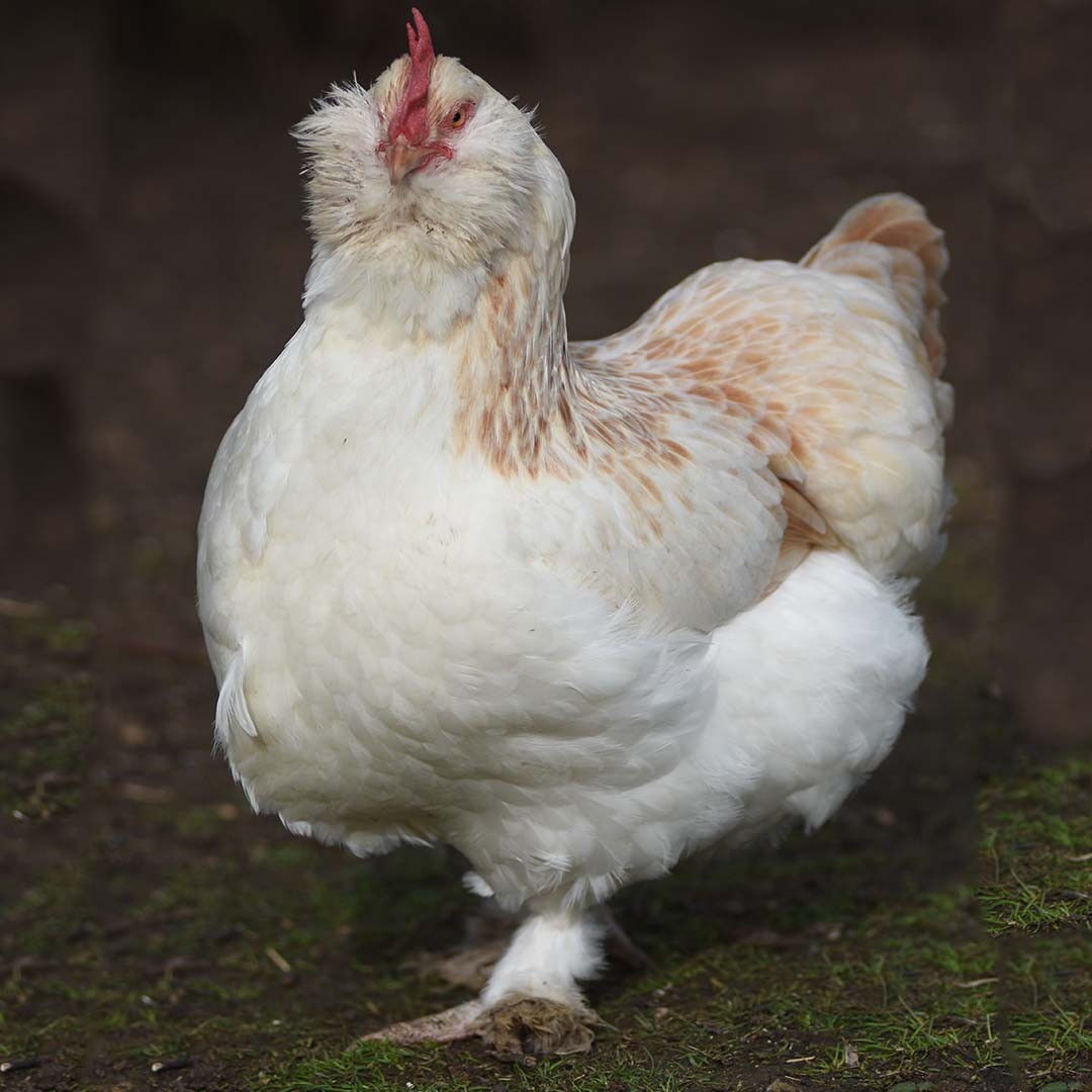 Gallus gallus domesticus 'Deutsches Lachshuhn' (Gallus gallus domesticus 'Deutsches Lachshuhn')