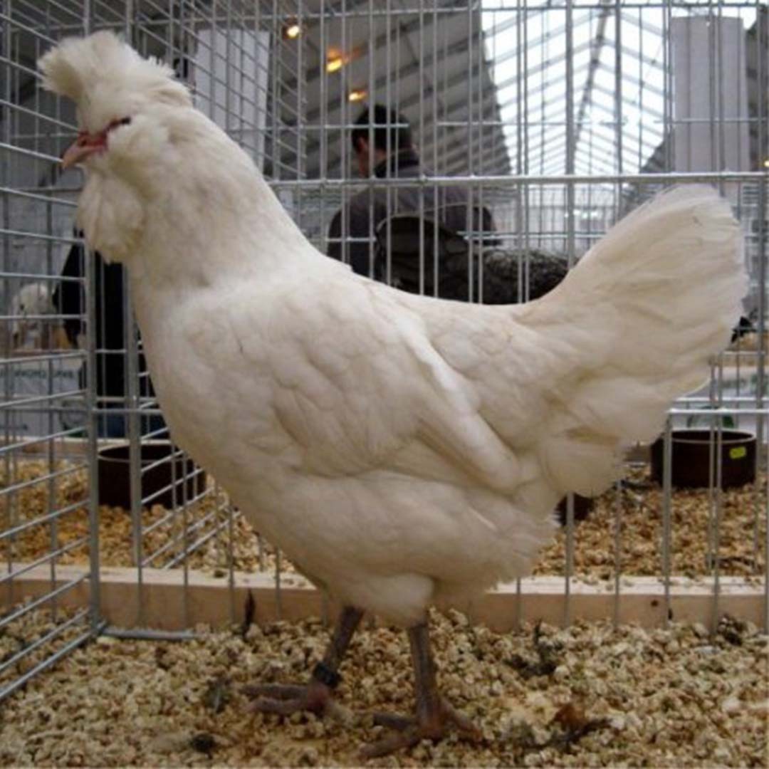Gallus gallus domesticus 'Polverara' (Gallus gallus domesticus 'Polverara')