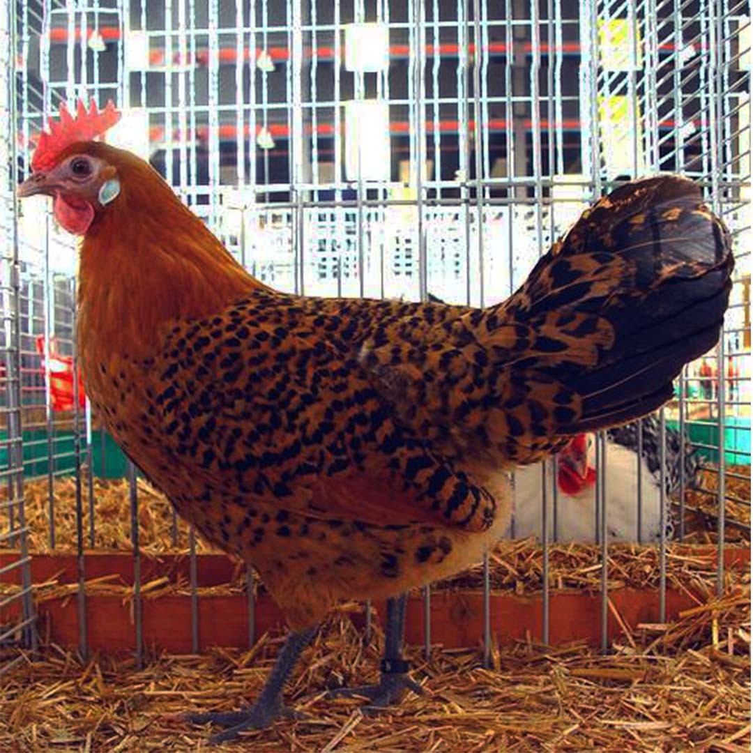 Gallus gallus domesticus 'Ostfriesische Möwen' (Gallus gallus domesticus 'Ostfriesische Möwen')