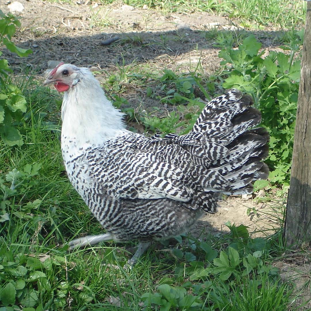 Gallus gallus domesticus 'Westfälische Totleger' (Gallus gallus domesticus 'Westfälische Totleger')