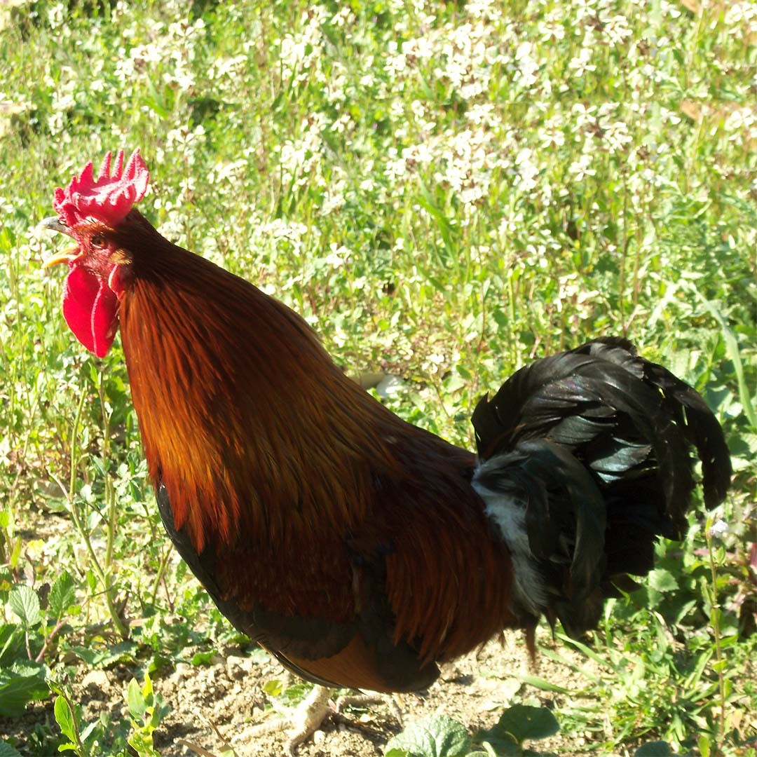 Gallus gallus domesticus 'Siciliana' (Gallus gallus domesticus 'Siciliana')