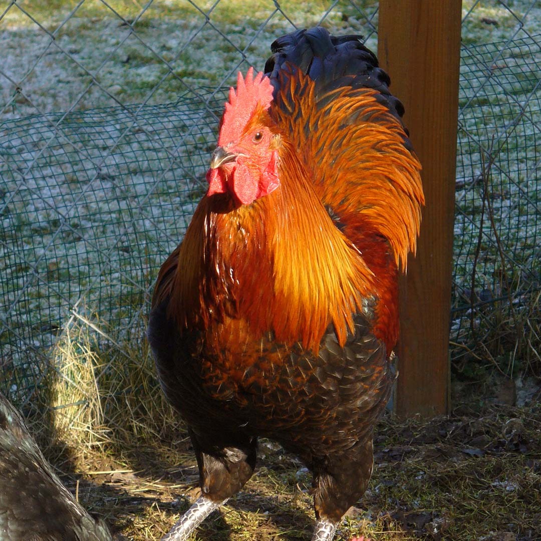 Gallus gallus domesticus 'Deutsche Langschan' (Gallus gallus domesticus 'Deutsche Langschan')