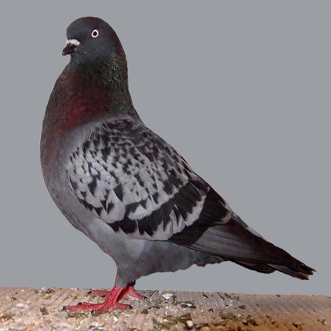 Columba livia domesticus 'Cologne Tumbler' (Columba livia domesticus 'Cologne Tumbler')