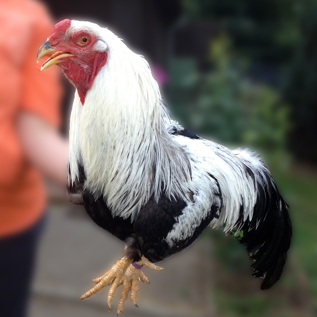 Gallus gallus domesticus 'Twents Hoen' (Gallus gallus domesticus 'Twents Hoen')