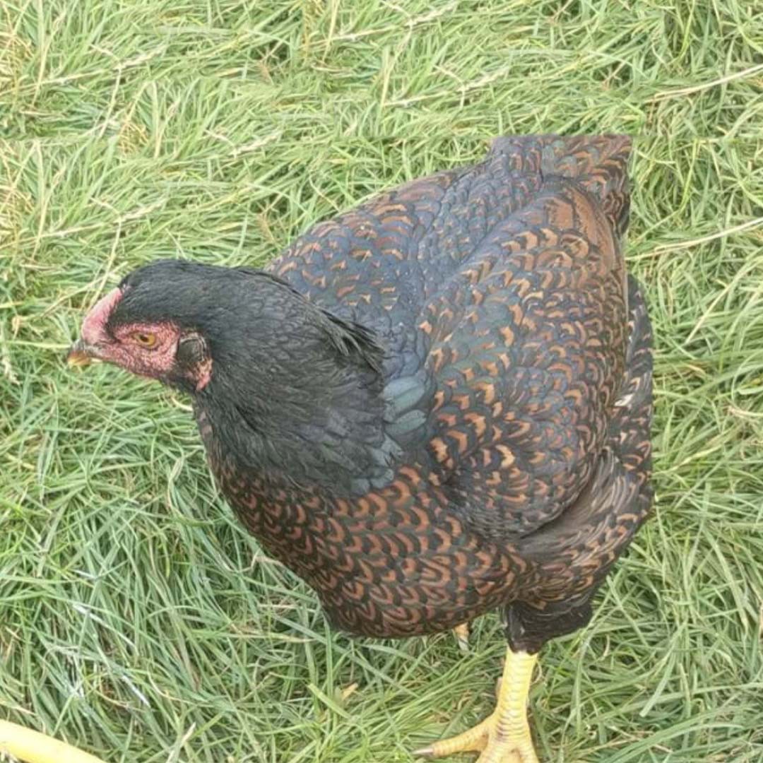 Indian Game Chicken (Gallus gallus domesticus 'Indian Game')