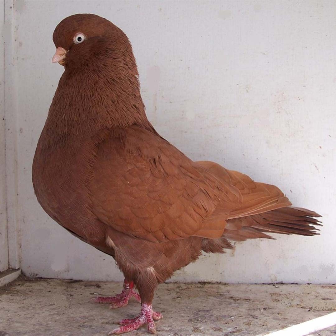 Columba livia domesticus 'Australian Performing Tumbler' (Columba livia domesticus 'Australian Performing Tumbler')