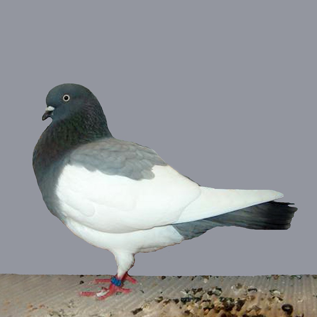 Columba livia domesticus 'Elster Purzler' (Columba livia domesticus 'Elster Purzler')