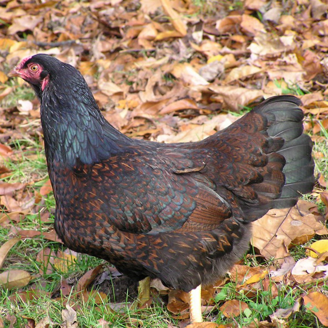 Cornish Chicken (Gallus gallus domesticus 'Cornish') - Picture Bird