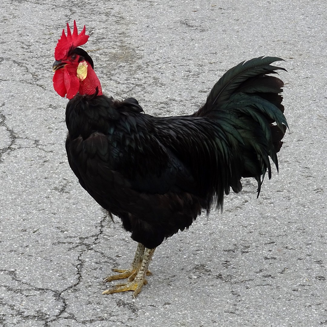 Gallus gallus domesticus 'Nackthalshühner' (Gallus gallus domesticus 'Nackthalshühner')