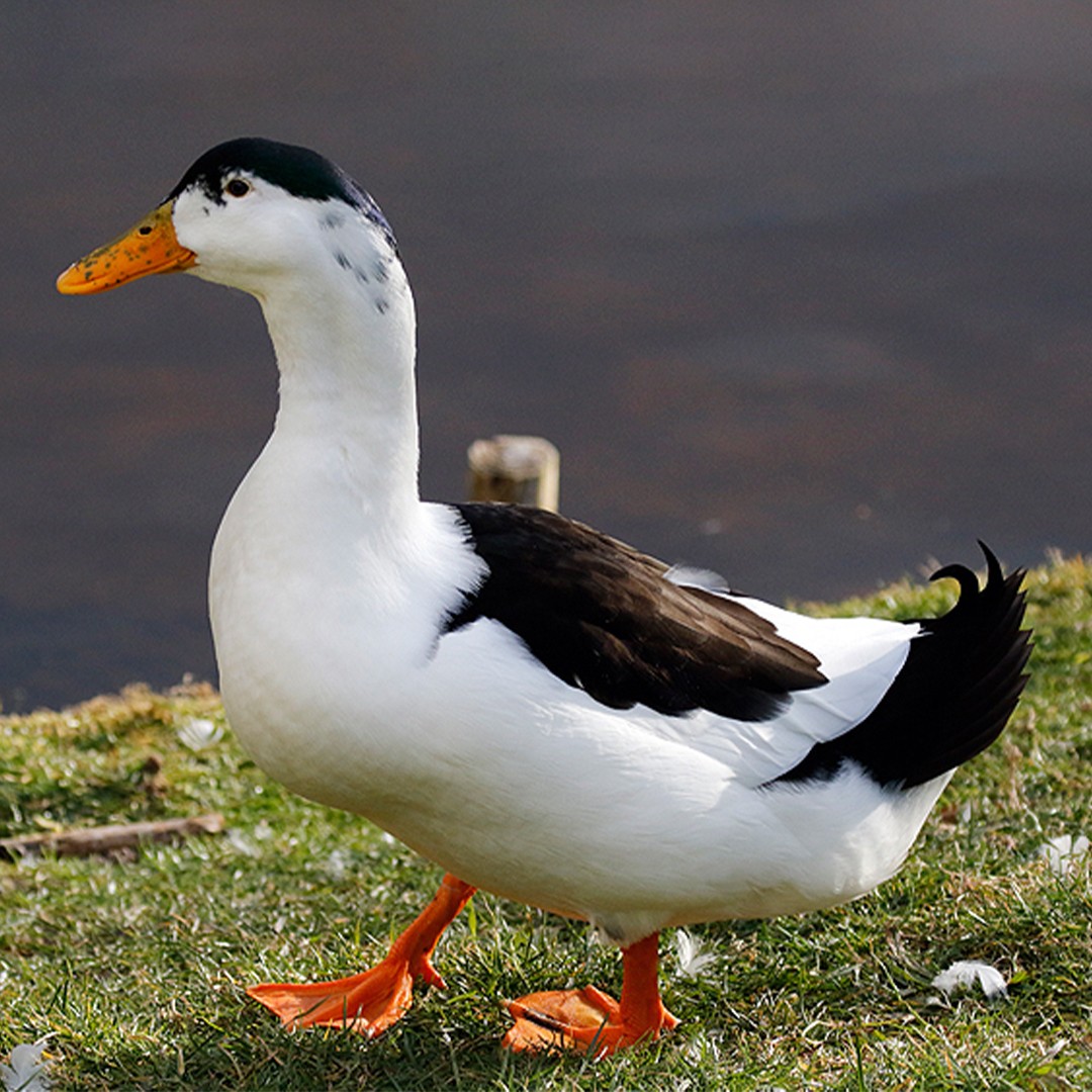 Anas platyrhynchos domesticus 'Magpie' (Anas platyrhynchos domesticus 'Magpie')