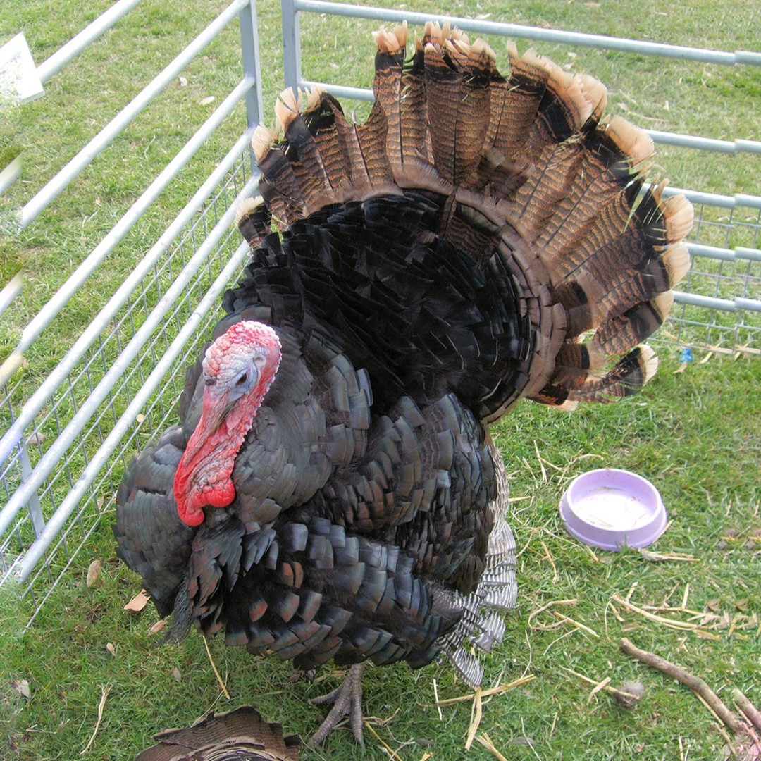 Black Turkey (Meleagris gallopavo domesticus 'Black')
