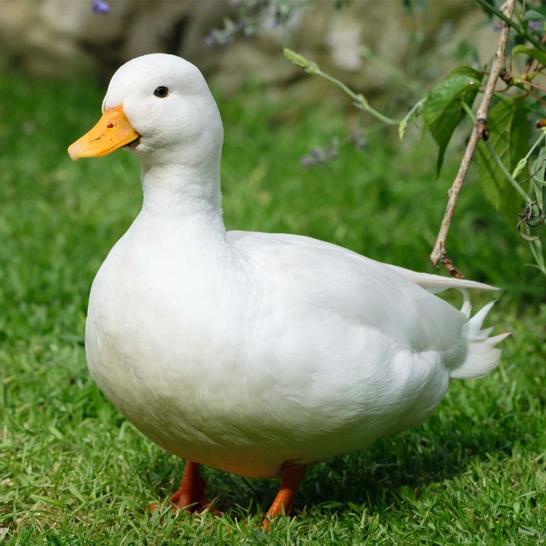 Call Duck (Anas platyrhynchos domesticus 'Call')